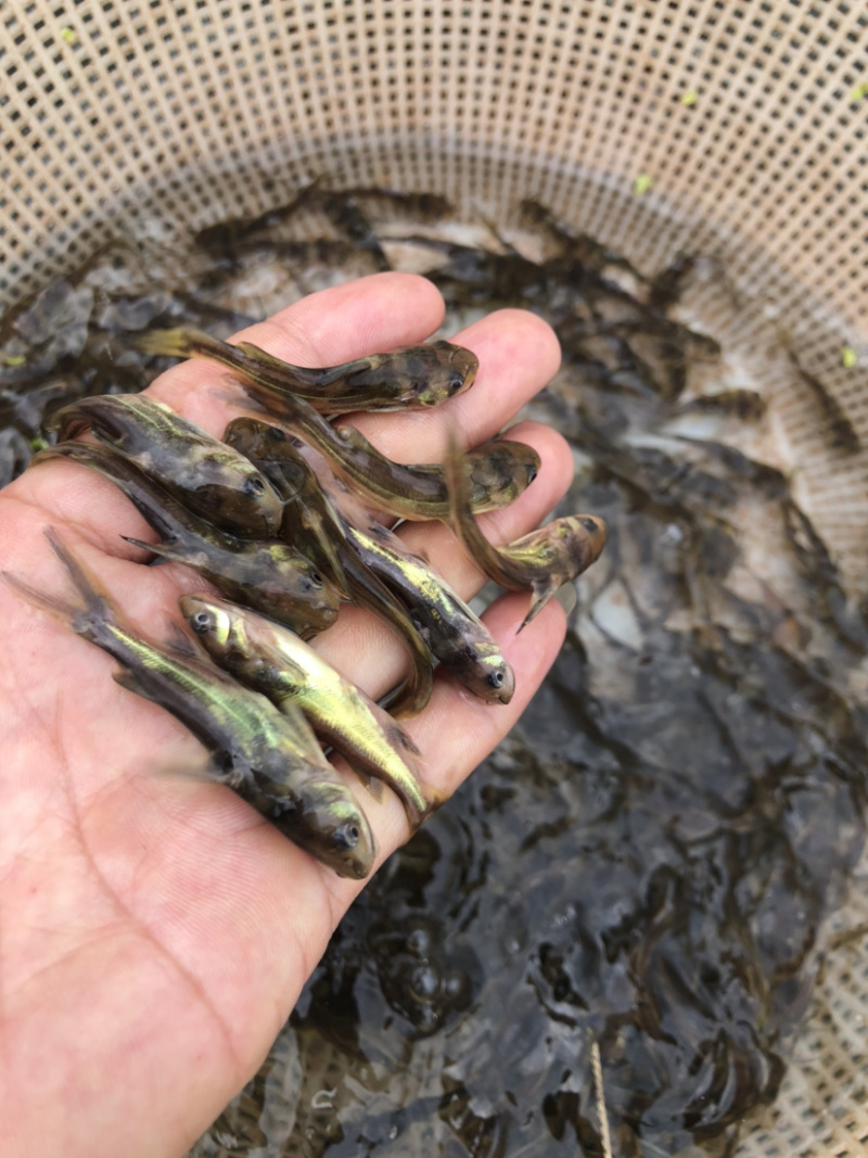 【黄骨鱼苗】黄骨鱼苗、黄辣丁苗、场地直供、保质保量