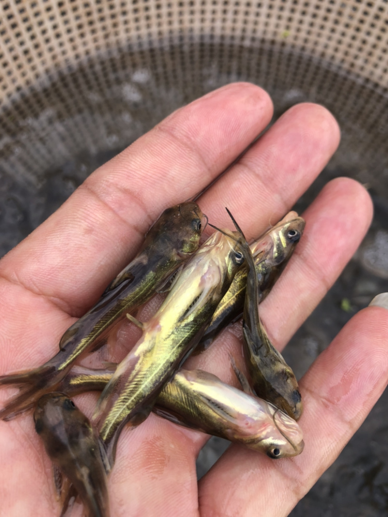 【黄骨鱼苗】黄骨鱼苗、黄辣丁苗、场地直供、保质保量