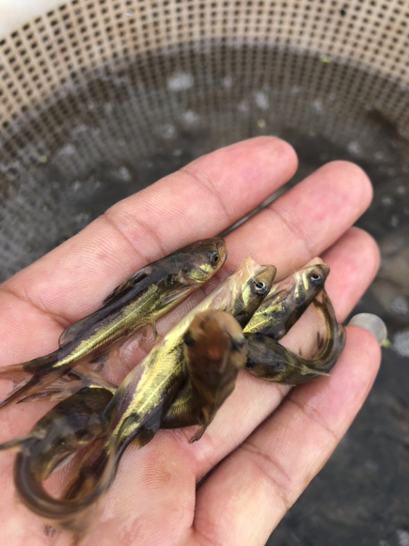 【黄骨鱼苗】黄骨鱼苗、黄辣丁苗、场地直供、保质保量