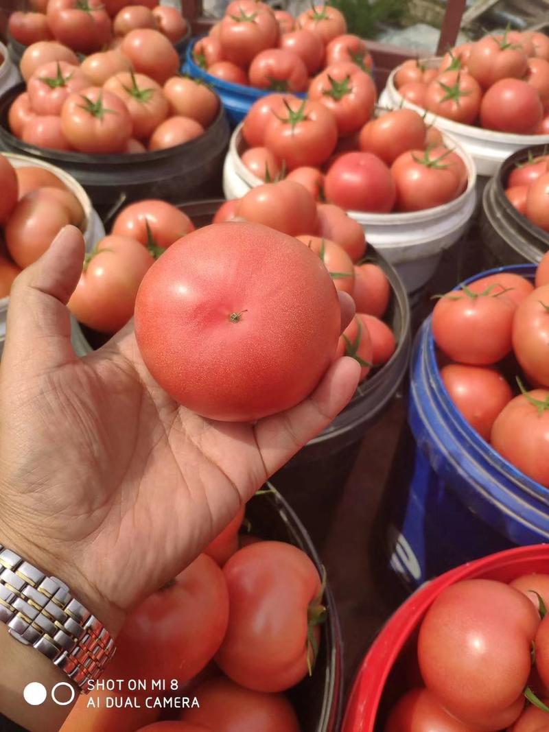 【放心苗】西红柿大果毛粉苗番茄苗产量高抗病能力强