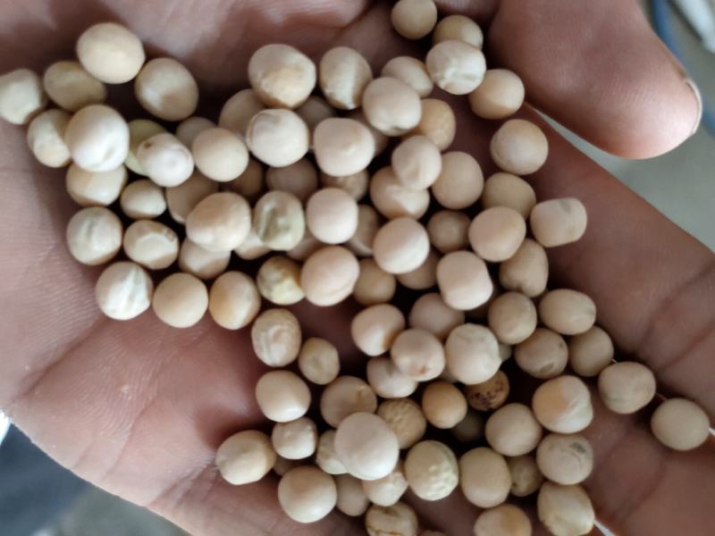 豌豆黄豌豆进口干豌豆颗粒饱满质量好价格美丽
