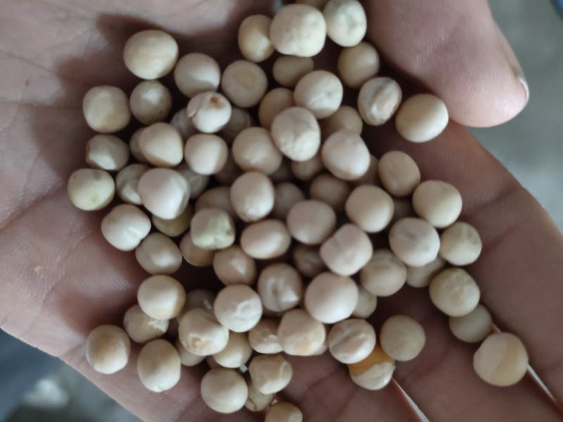 豌豆黄豌豆进口干豌豆颗粒饱满质量好价格美丽