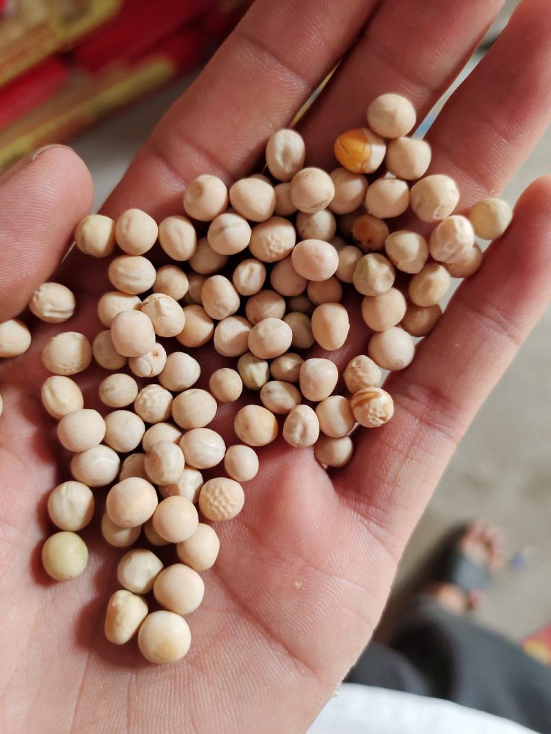 豌豆黄豌豆进口干豌豆颗粒饱满质量好价格美丽