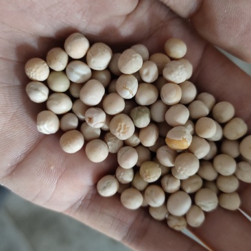 豌豆黄豌豆进口干豌豆颗粒饱满质量好价格美丽