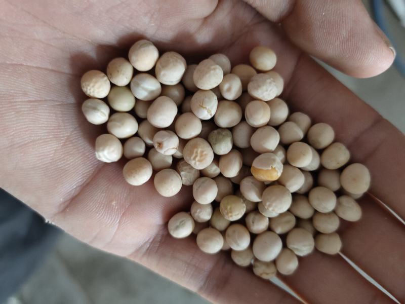 豌豆黄豌豆进口干豌豆颗粒饱满质量好价格美丽