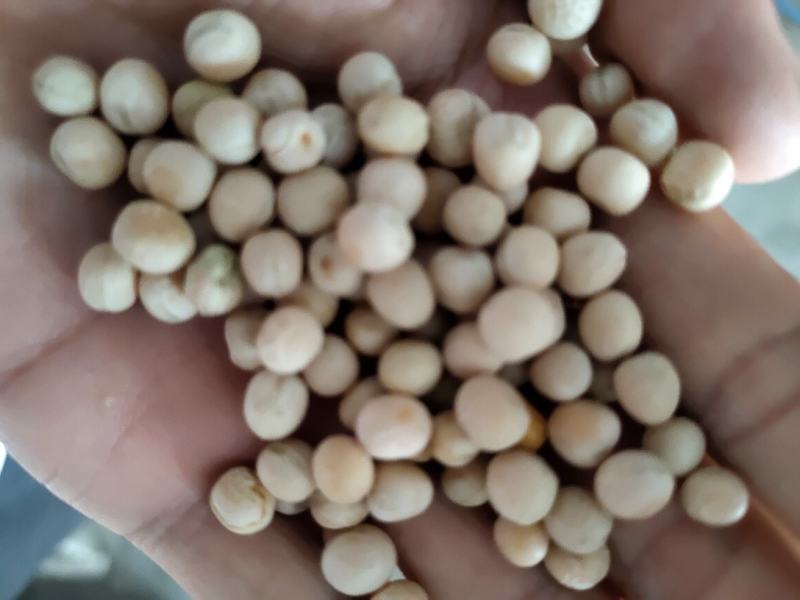 豌豆黄豌豆进口干豌豆颗粒饱满质量好价格美丽