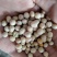 豌豆黄豌豆进口干豌豆颗粒饱满质量好价格美丽