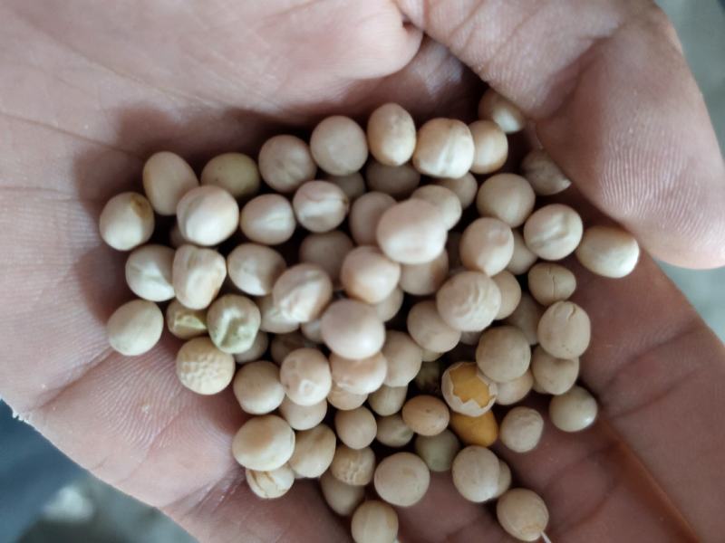 豌豆黄豌豆进口干豌豆颗粒饱满质量好价格美丽