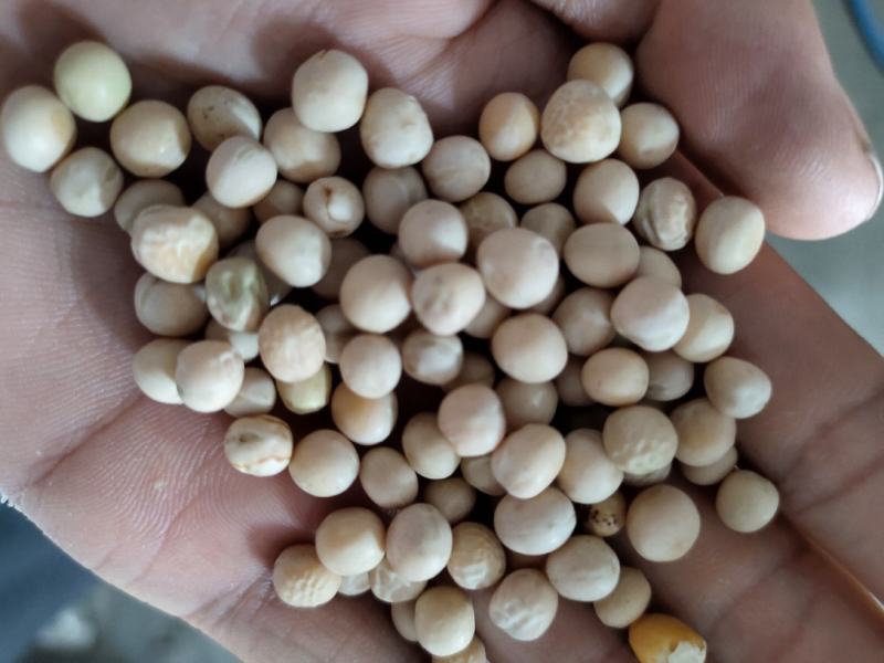 豌豆黄豌豆进口干豌豆颗粒饱满质量好价格美丽