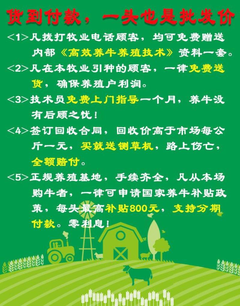 鲁西黄牛肉牛犊纯种包健康养殖有补贴买十送一