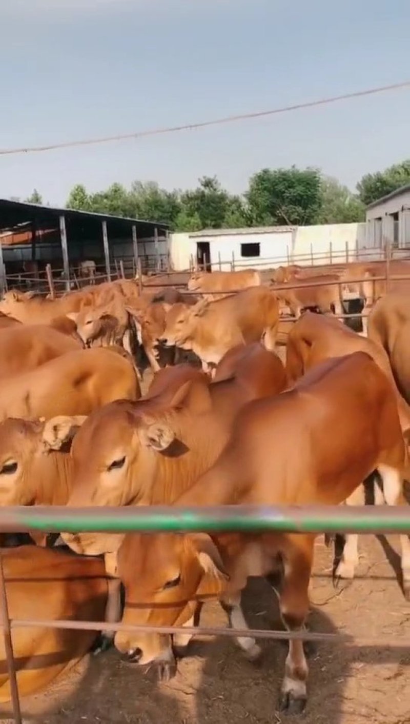 鲁西黄牛肉牛犊纯种包健康养殖有补贴买十送一