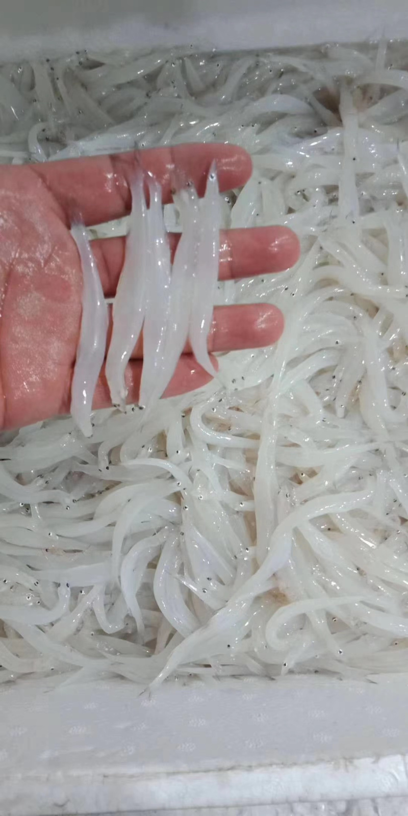 新鲜速冻大银鱼面条鱼孕妇宝宝辅食银鱼