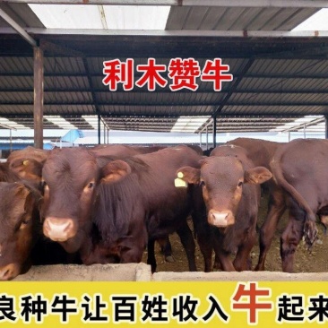 法国吨利木赞牛正规养殖一手货源包送到家买十送一