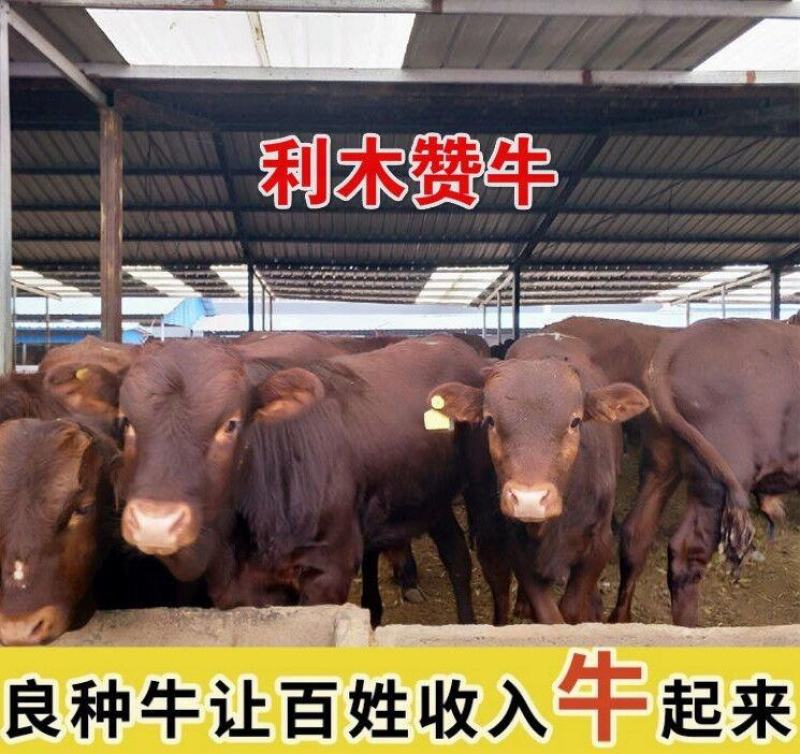 法国吨利木赞牛正规养殖一手货源包送到家买十送一