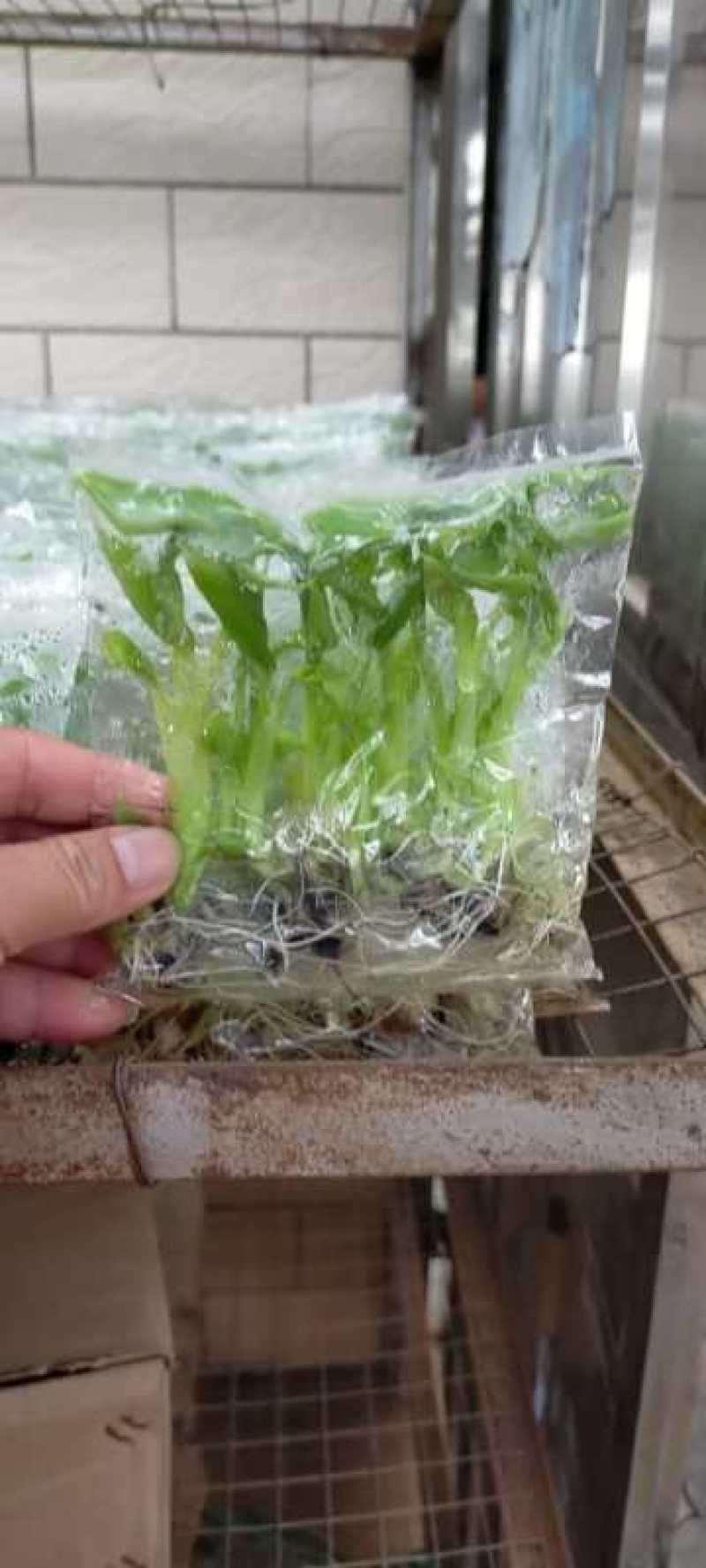 香蕉苗培育基地，红皮香蕉苗量大从优提供技术指导