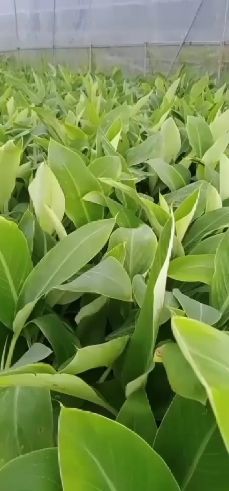 香蕉苗培育基地，红皮香蕉苗量大从优提供技术指导