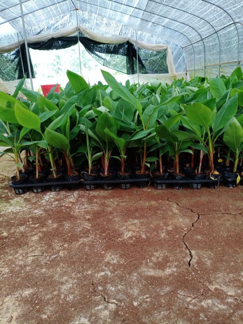 香蕉苗培育基地，红皮香蕉苗量大从优提供技术指导
