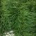 我市有大量红椒上市种植面积6万来亩，物美价廉
