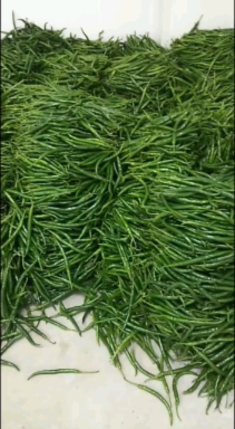 我市有大量红椒上市种植面积6万来亩，物美价廉