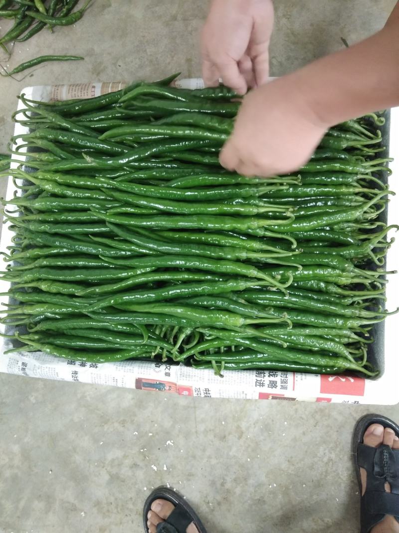 我市有大量红椒上市种植面积6万来亩，物美价廉