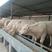 夏洛莱牛体型大育肥期短厂家直销养牛有补贴