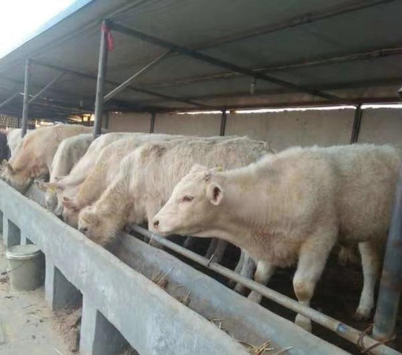 夏洛莱牛体型大育肥期短厂家直销养牛有补贴