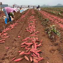 百亩西瓜红红薯上市，产地直供量大优先