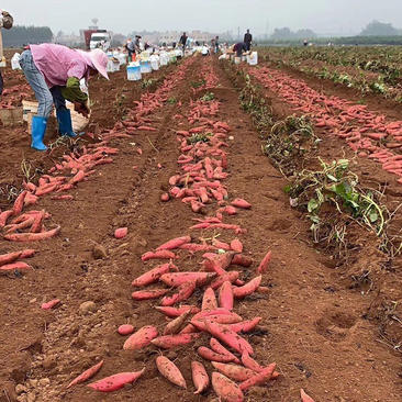 百亩西瓜红红薯上市，产地直供量大优先