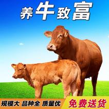 育肥架子牛短期育肥牛小黄牛肉牛价格小牛犊