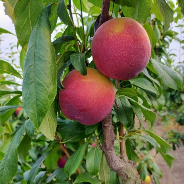 黑布林李子(陕西大荔)…