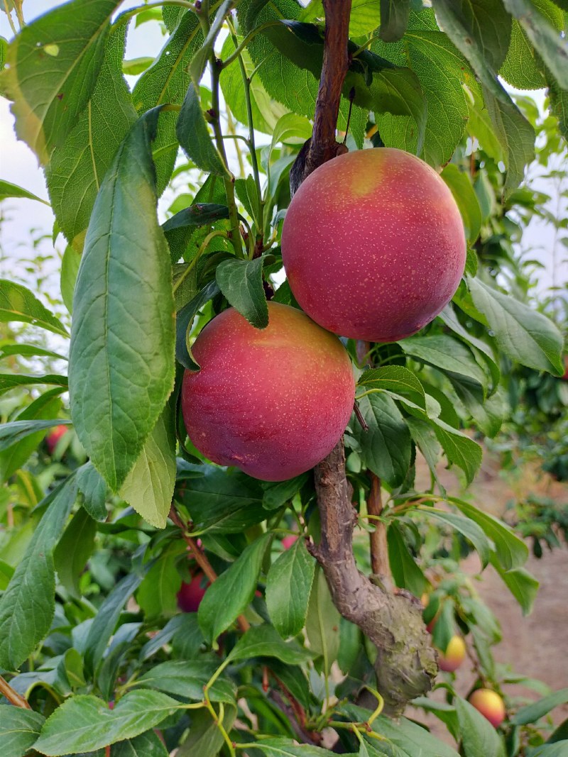 黑布林李子(陕西大荔)…