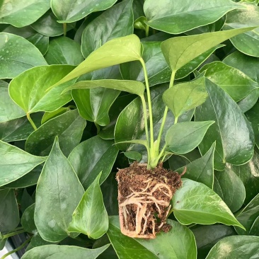 红掌盆栽花卉室内观花植物四季常青花期长