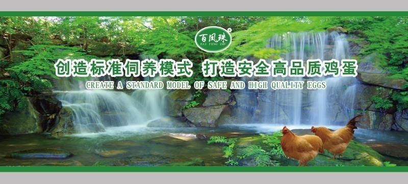 百凤珠虫草鸡蛋优质产品