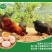 百凤珠虫草鸡蛋优质产品