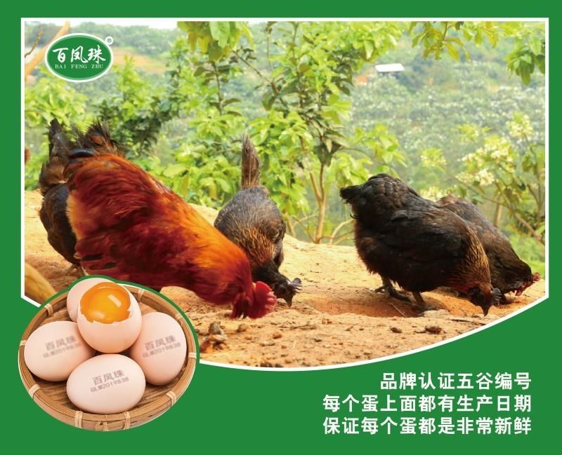 百凤珠虫草鸡蛋优质产品