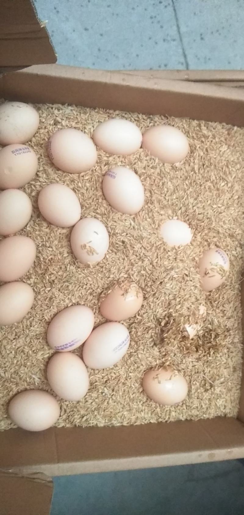 百凤珠虫草鸡蛋优质产品