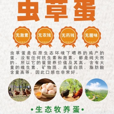 百凤珠虫草鸡蛋优质产品