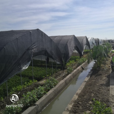 浙江省杭州市萧山区优质本地精品黄芹现货上市