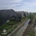 浙江省杭州市萧山区优质本地精品黄芹现货上市