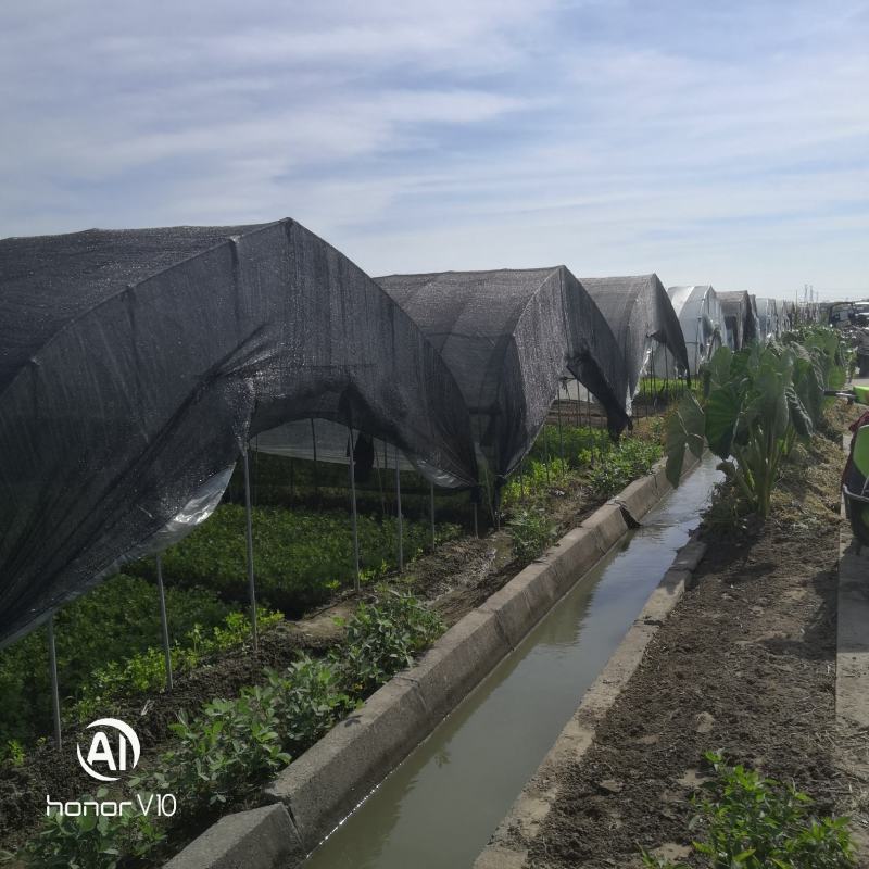 浙江省杭州市萧山区优质本地精品黄芹现货上市