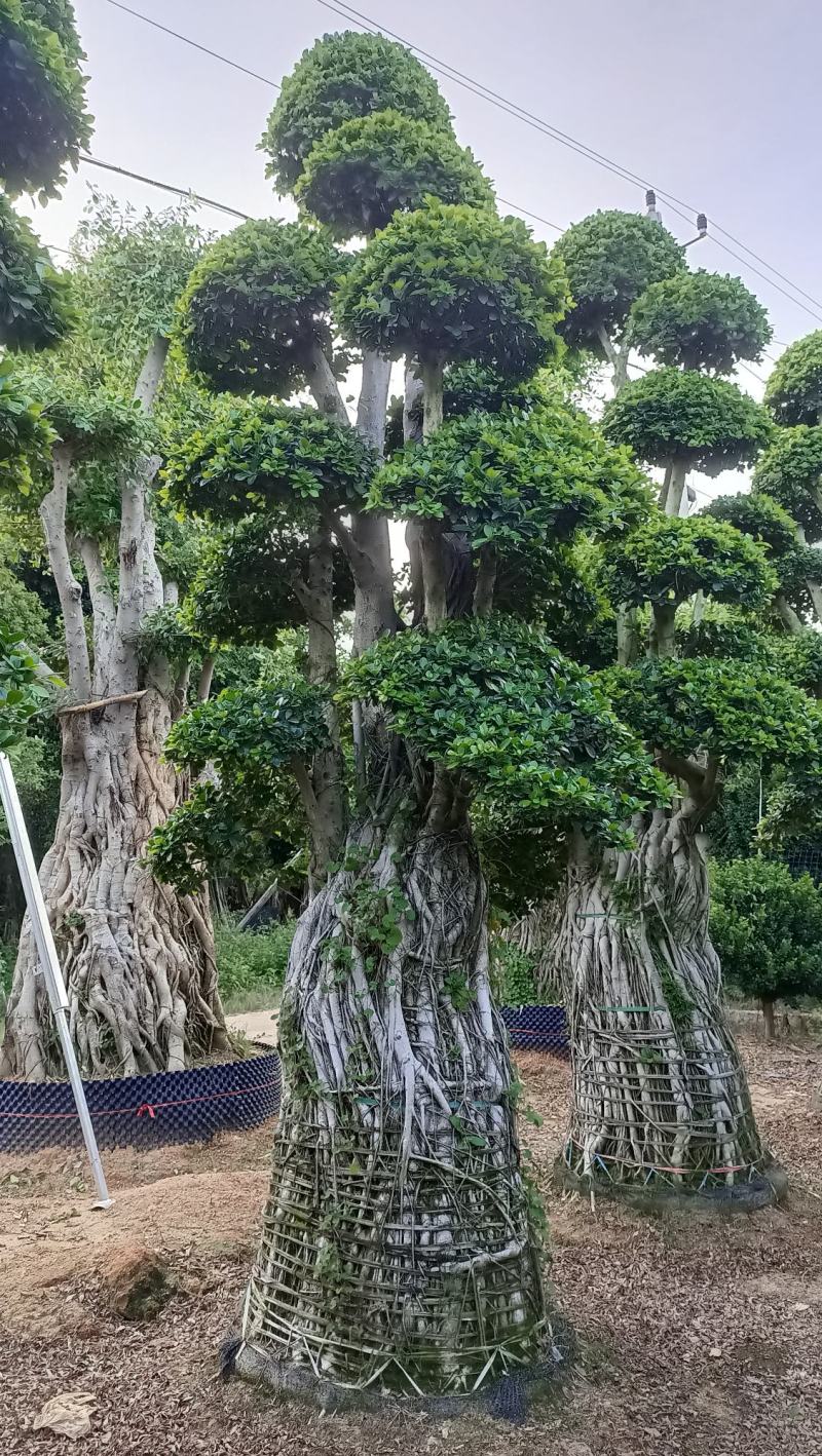 造型小叶榕桩头，精品造型南安提根榕树桩头，造型小叶榕桩头
