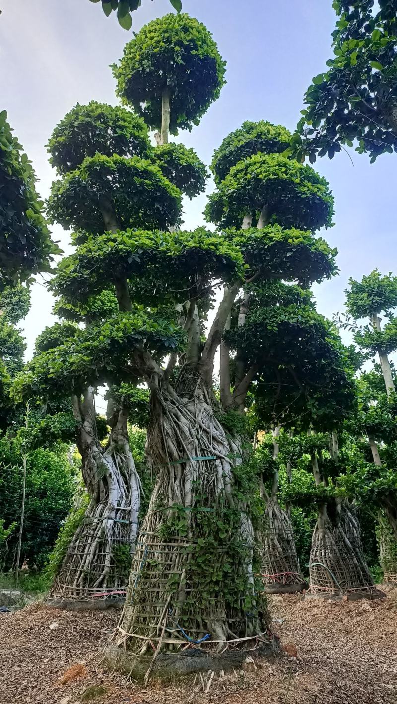 造型小叶榕桩头，精品造型南安提根榕树桩头，造型小叶榕桩头