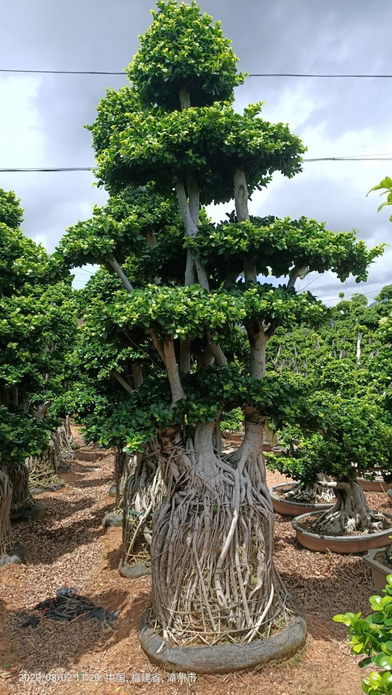 造型小叶榕桩头，精品造型南安提根榕树桩头，造型小叶榕桩头