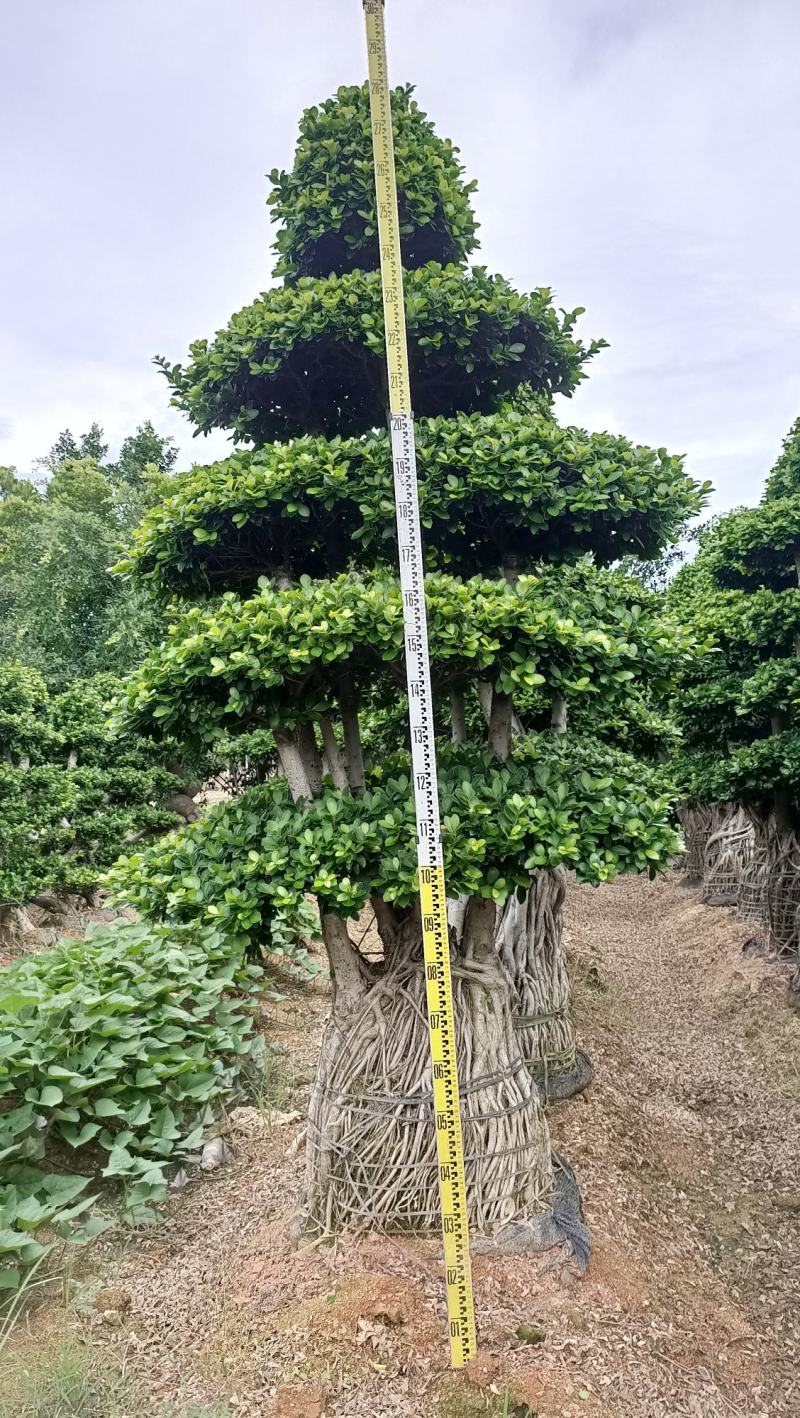造型小叶榕桩头，精品造型南安提根榕树桩头，造型小叶榕桩头