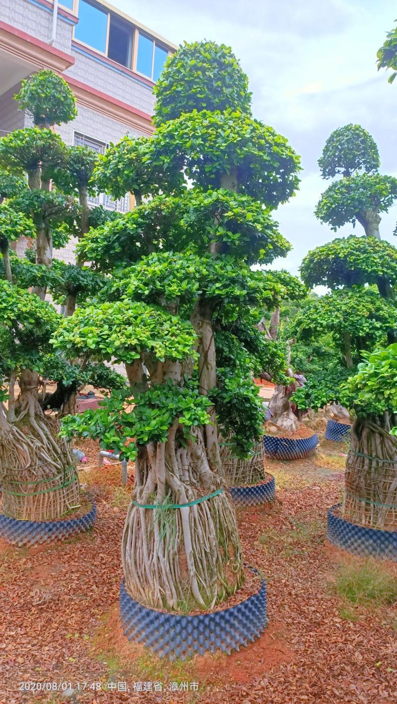 造型小叶榕桩头，精品造型南安提根榕树桩头，造型小叶榕桩头
