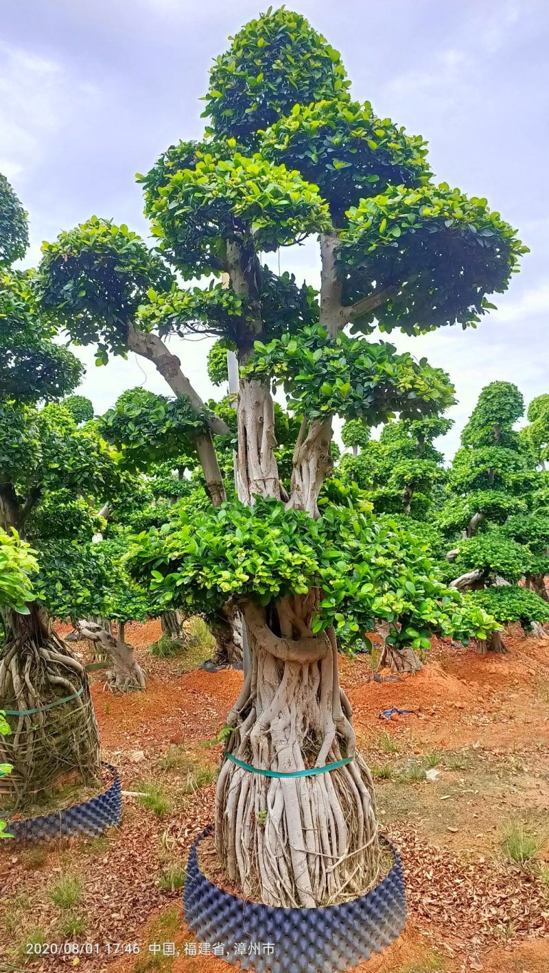 造型小叶榕桩头，精品造型南安提根榕树桩头，造型小叶榕桩头