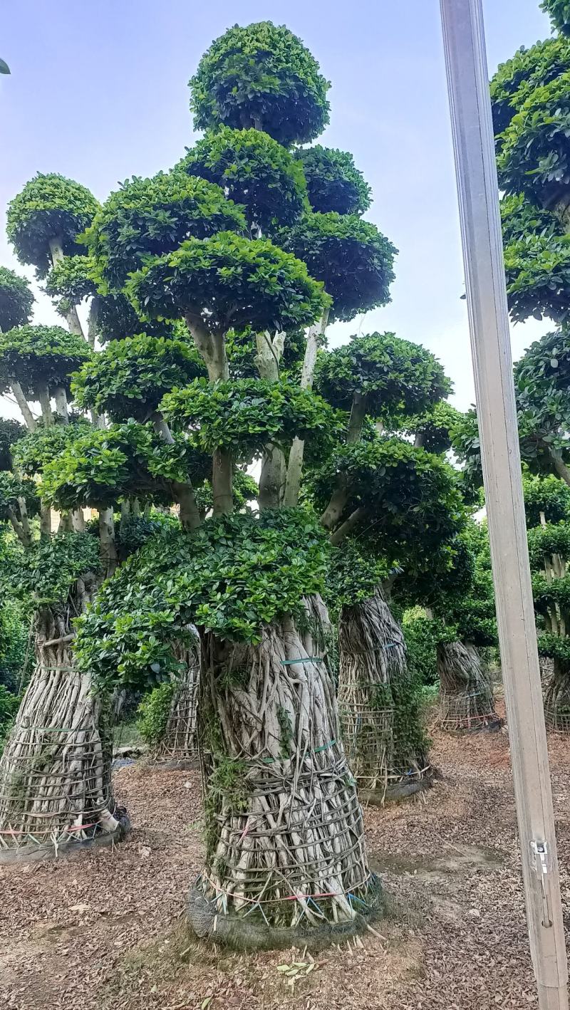 造型小叶榕桩头，精品造型南安提根榕树桩头，造型小叶榕桩头