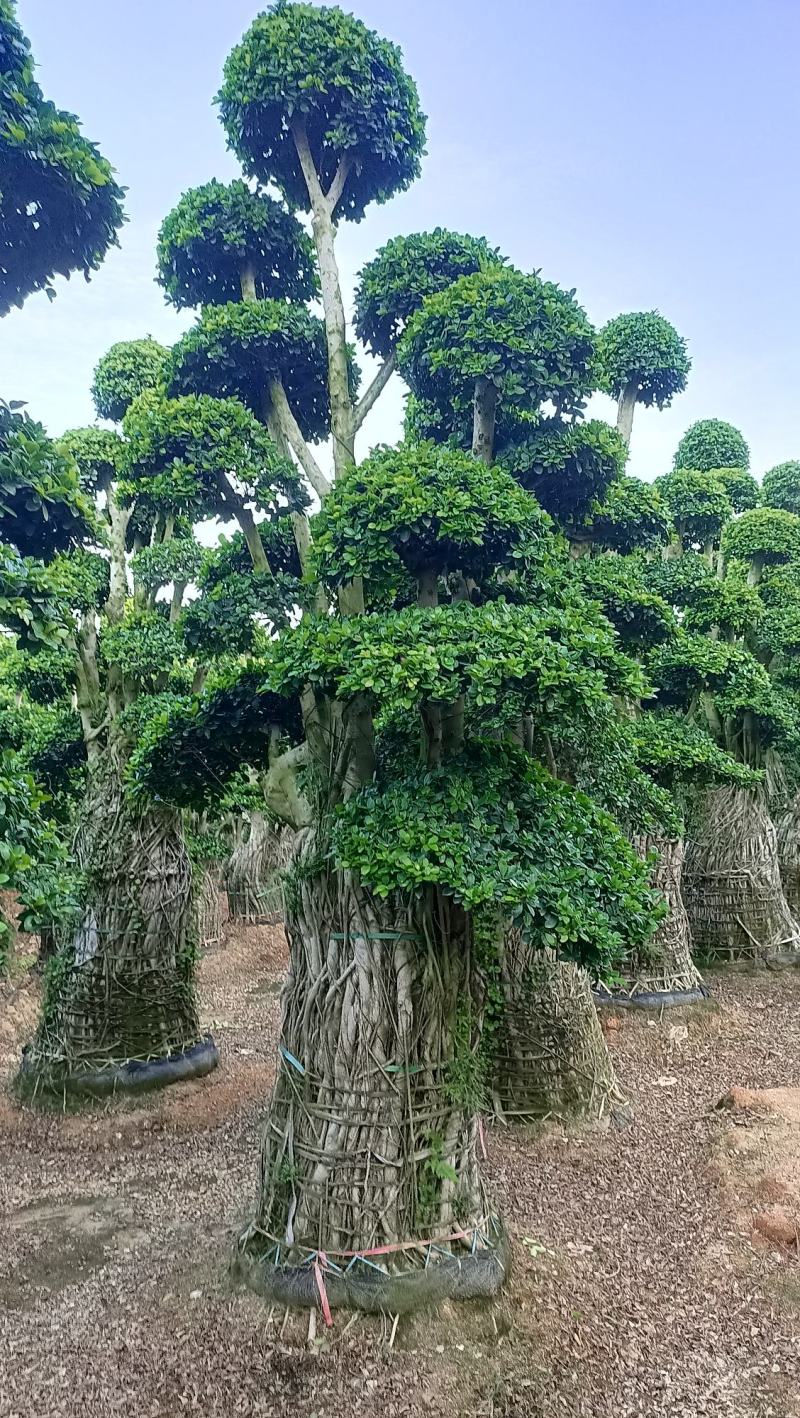 造型小叶榕桩头，精品造型南安提根榕树桩头，造型小叶榕桩头