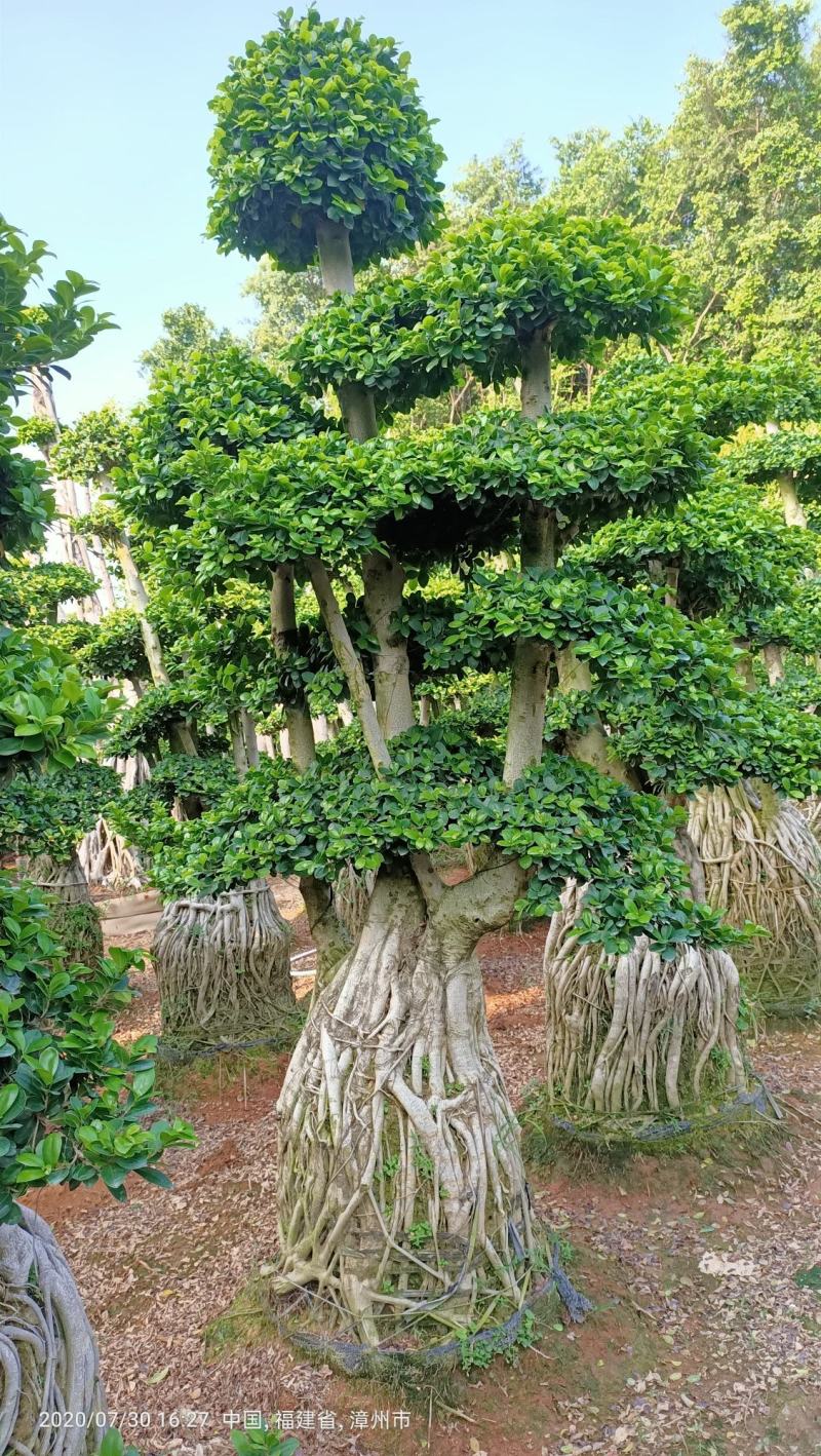造型小叶榕桩头，精品造型南安提根榕树桩头，造型小叶榕桩头