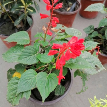 一串红杯苗，一串红价格多少，一串红成都基地